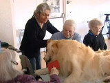 Deux chiens visiteurs dans un EHPAD