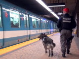 Des chiens de recherche d'explosifs et de drogue à Montréal