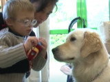 Un chien d'assistance devient le meilleur ami d'un enfant trisomique