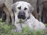 Le travail d'un chien de protection de troupeaux