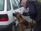 Démonstration de chiens policiers et de chiens pompiers