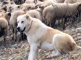 La dure vie des chiens de protection de troupeaux face au loup