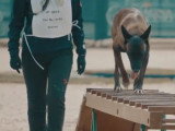 Le championnat du monde du chien de recherche et de sauvetage
