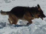 L'entraînement d'un chien d'avalanche