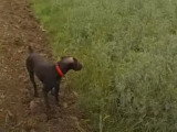 Un concours de chasse au faisan au chien d'arrêt