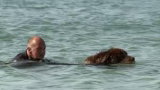 Un chien secouriste en mer célèbre