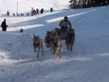 Course de chiens de traineau
