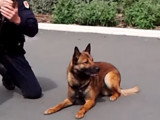 Compilation de démonstrations d'attaque par des Bergers Belge Malinois
