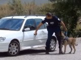 Intervention d'un Berger Malinois lors d'un exercice de police