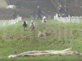 Course de Whippet