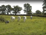 Un Berger Australien surveille un troupeau de bovins