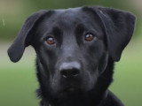 Des chiens utilisés pour lutter contre la pornographie juvénile