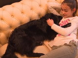 Le Waf de Lille, premier bar à chiens d’Europe
