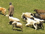 Des Karakachanskos Kuches guident un troupeau de moutons