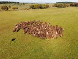 Un Berger du Portugal manoeuvre un troupeau de moutons