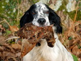 20 races de chien de chasse