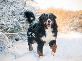 Un gros chien noir et feu dans la neige en montagne