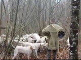 Des chiens Billy lors d'une chasse à cours au renard