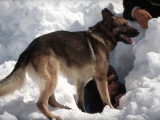 Le travail et l'entraînement des chiens d'avalanche