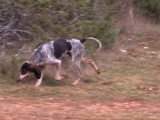 Meute de Grands Bleus de Gascogne à la chasse au lièvre