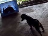 Dressage d'un chiot Griffon Nivernais pour la chasse au sanglier