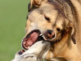Les combats de chiens