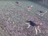Journée de chasse d'une meute de Beagle-Harrier