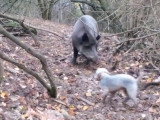 Bedlington Terrier au travail sur un sanglier