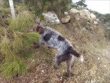 Griffon Korthals chasse des perdreaux