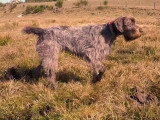Un Griffon Korthals en quête de bécasses