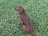 Un Setter Irlandais chassant en plaine