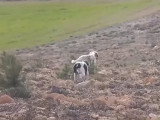 Un Setter Anglais et un Pointer à la chasse