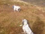 Partie de chasse pour un Setter Anglais et un Pointer
