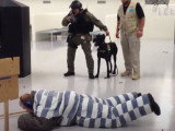 Un Schnauzer Géant lors d'une simulation de mutinerie dans une prison