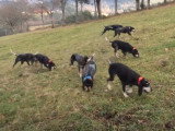 Une meute de Petits Bleus de Gascogne au travail