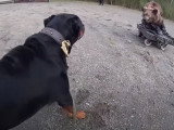 Test de l'ours pour un Rottweiler