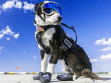 8 usages surprenants des chiens