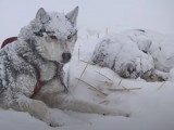 L'émission « C'est pas sorcier » présente les chiens de traîneau