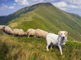 Les chiens de protection de troupeau