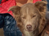 Un Border Collie chien d'avalanche et sa maîtresse