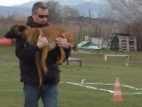 Tests d'obéissance lors d'un concours de chiens de sauvetage