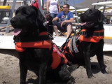 Démonstration de sauvetage en mer par des Labradors