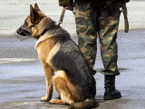 Berger Allemand assis à coté de son maître soldat
