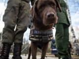 Chien brun démineur entre deux militaires