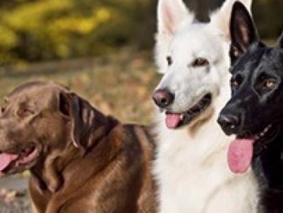 Les chiens de garde