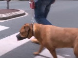 Faut-il instaurer un permis de détention de chien ?