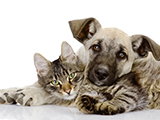 La cohabitation entre chien et chat