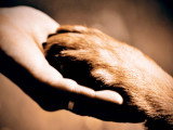 La cohabitation entre chiens et humains, cela s’apprend