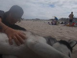 Un chien Husky parcourt à moto l'ensemble des États américains