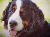 Les bienfaits d'un chien pour la santé mentale